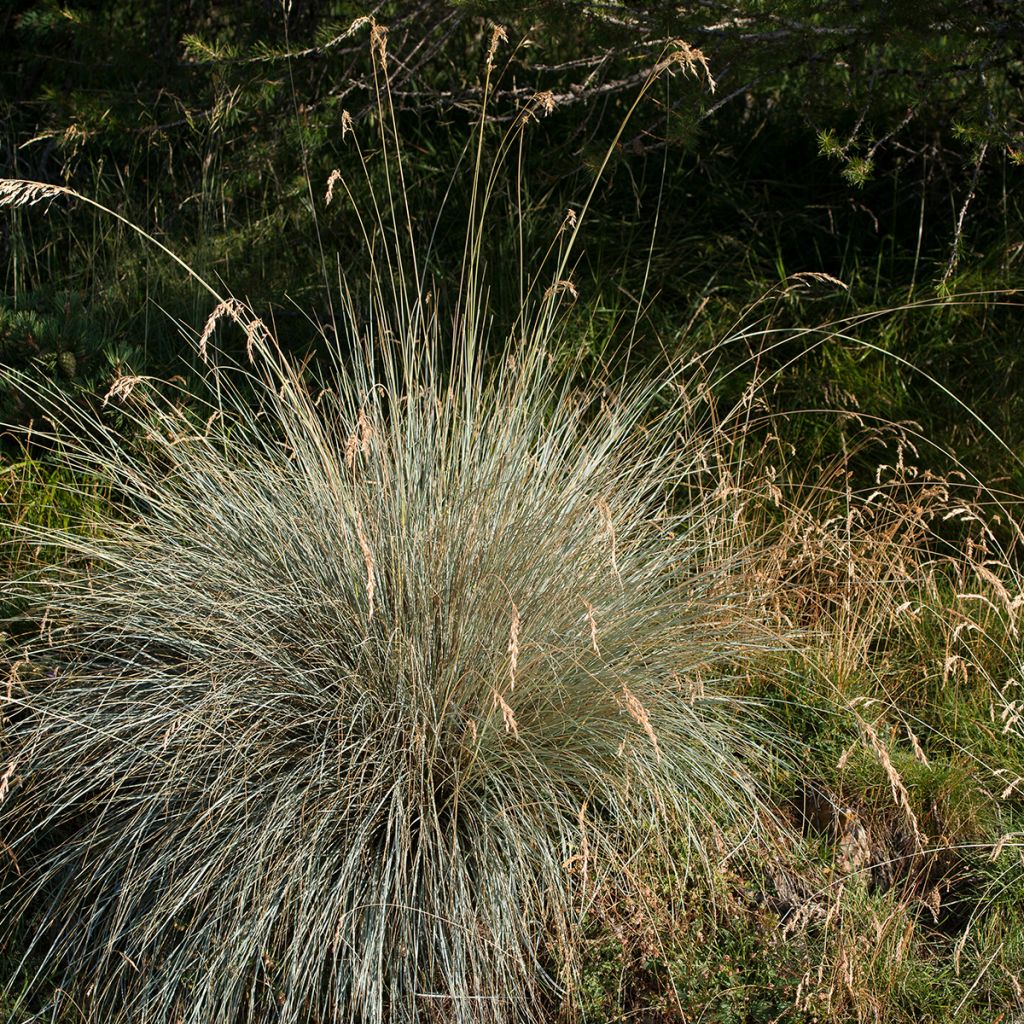 Helictotrichon sempervirens - Avena Azul