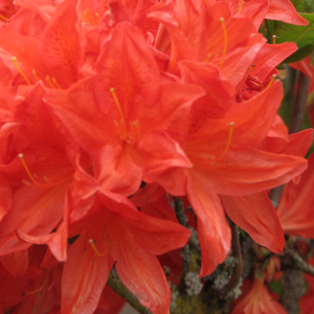 Azalea mollis Koster's Brilliant Red