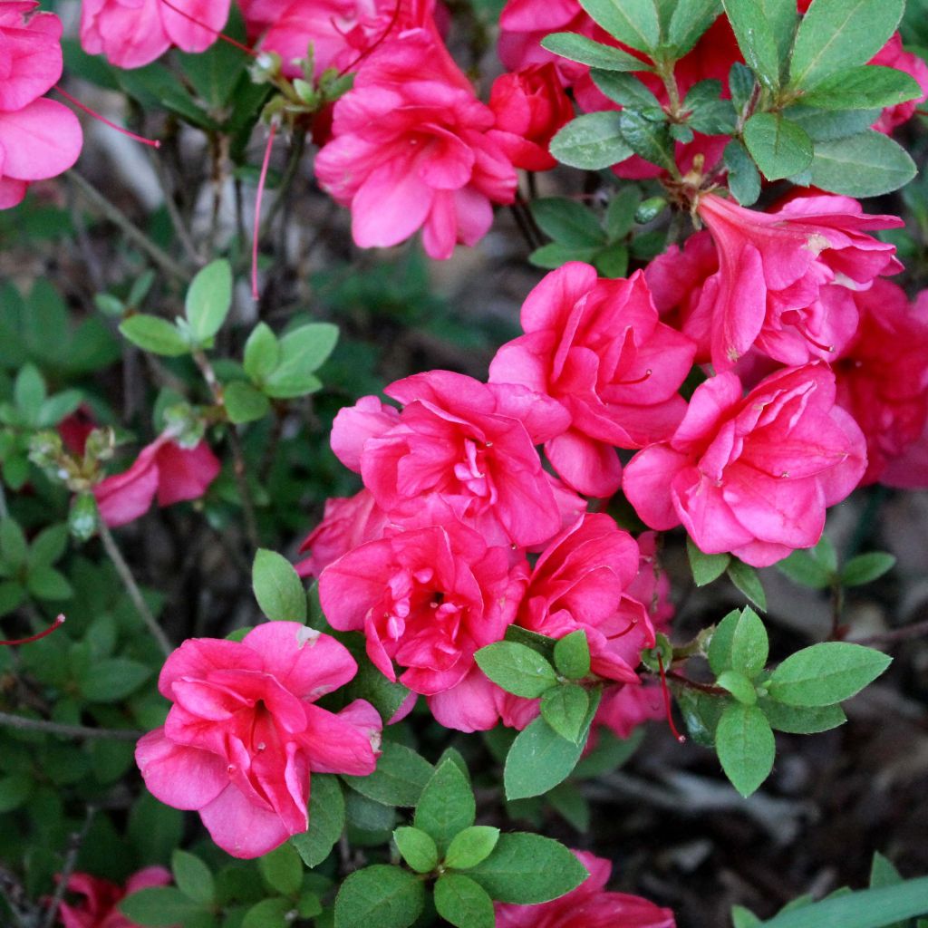 Azalea japonica Christina