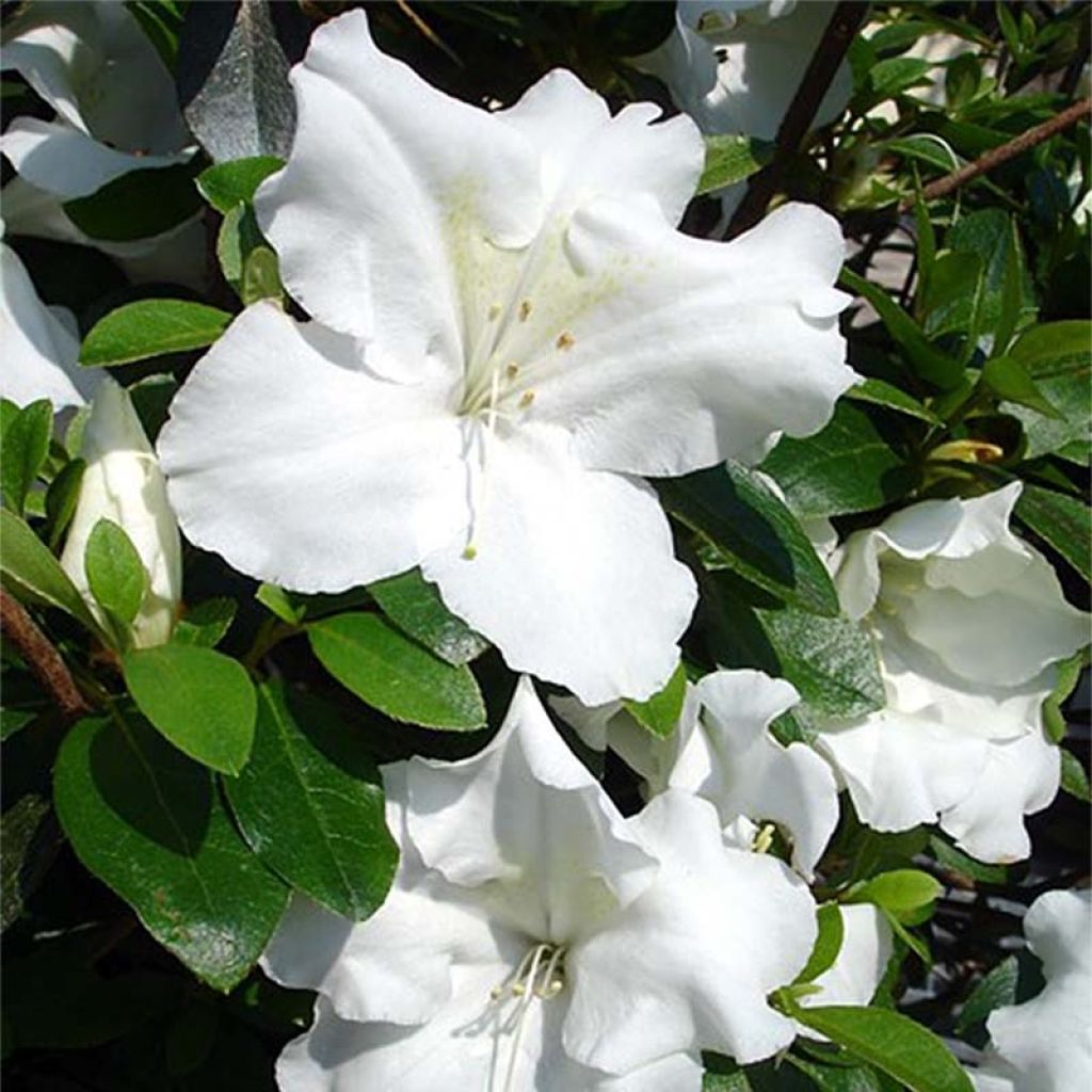 Azalea japonica Dorothy Heiden