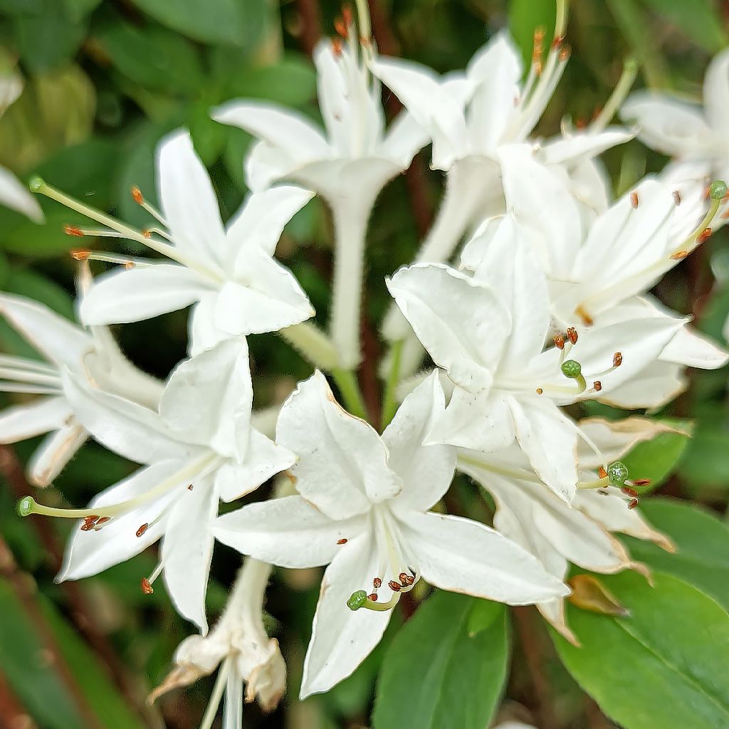 Azalée mollis Viscosa - Azalée des marais