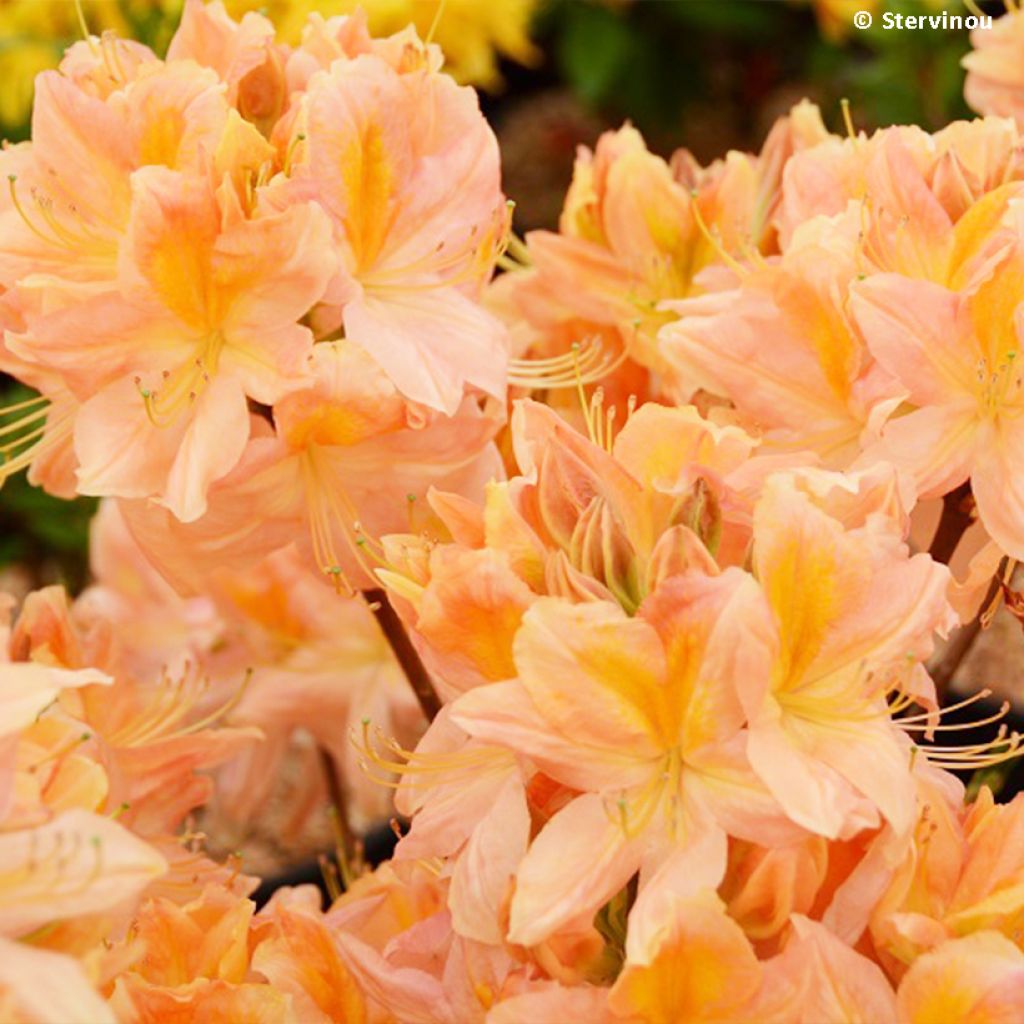 Azalea mollis Demoiselles de Boutiguery Nella