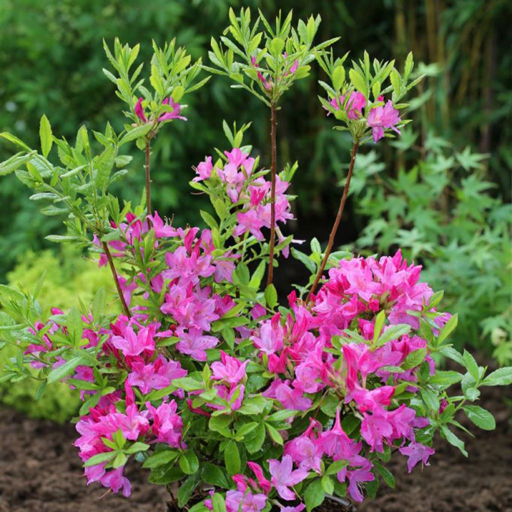 Azalea Fraseri