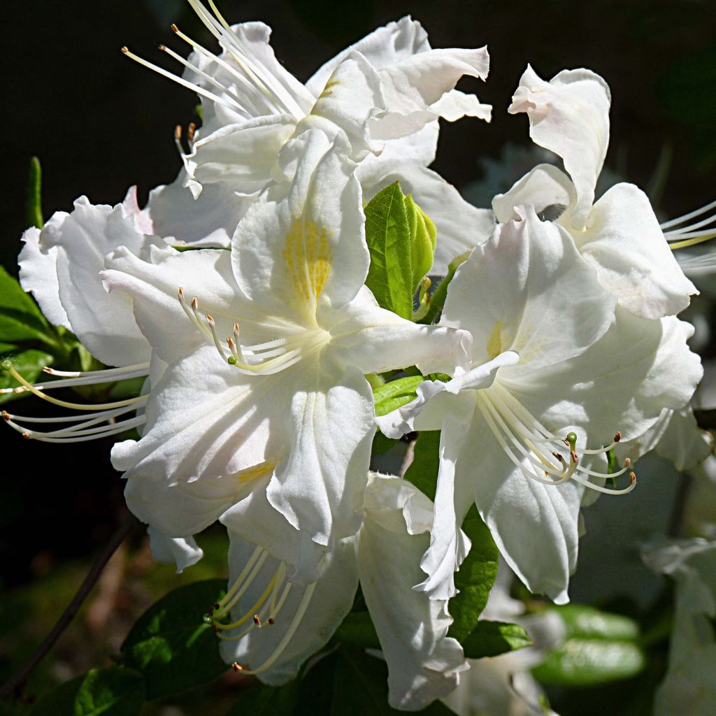 Azalée de Chine Persil - Azalea mollis