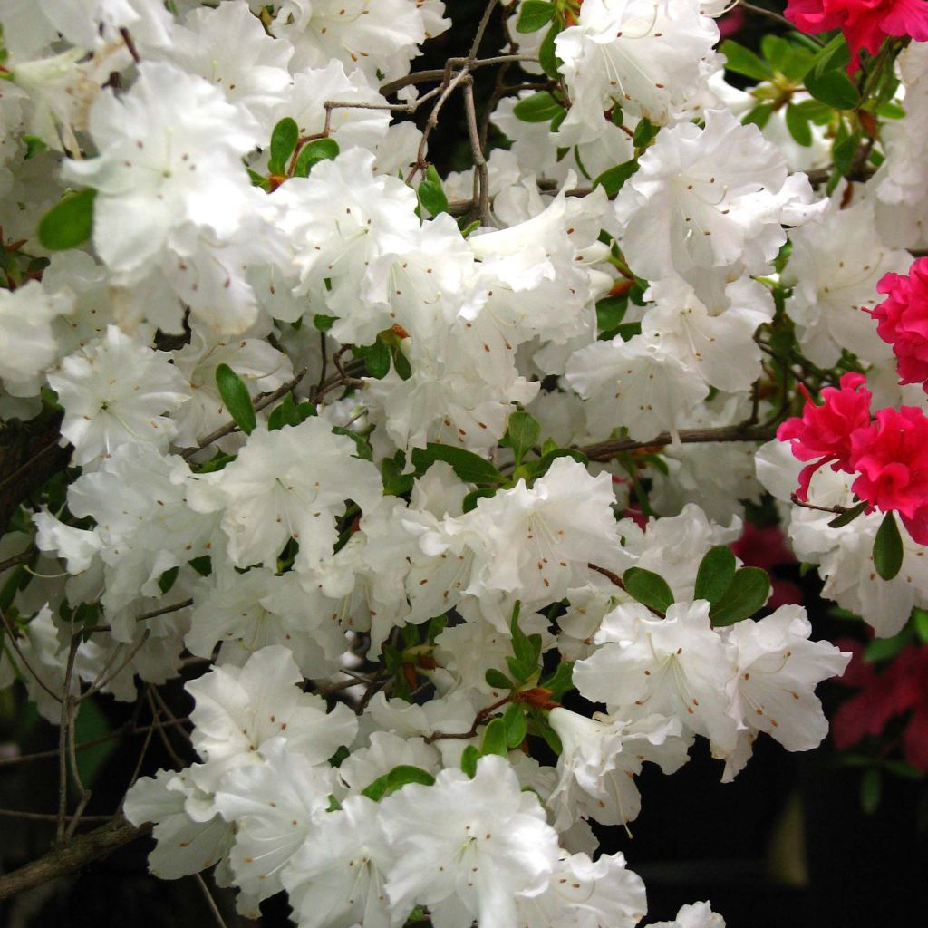 Azalea obtusum Adonis