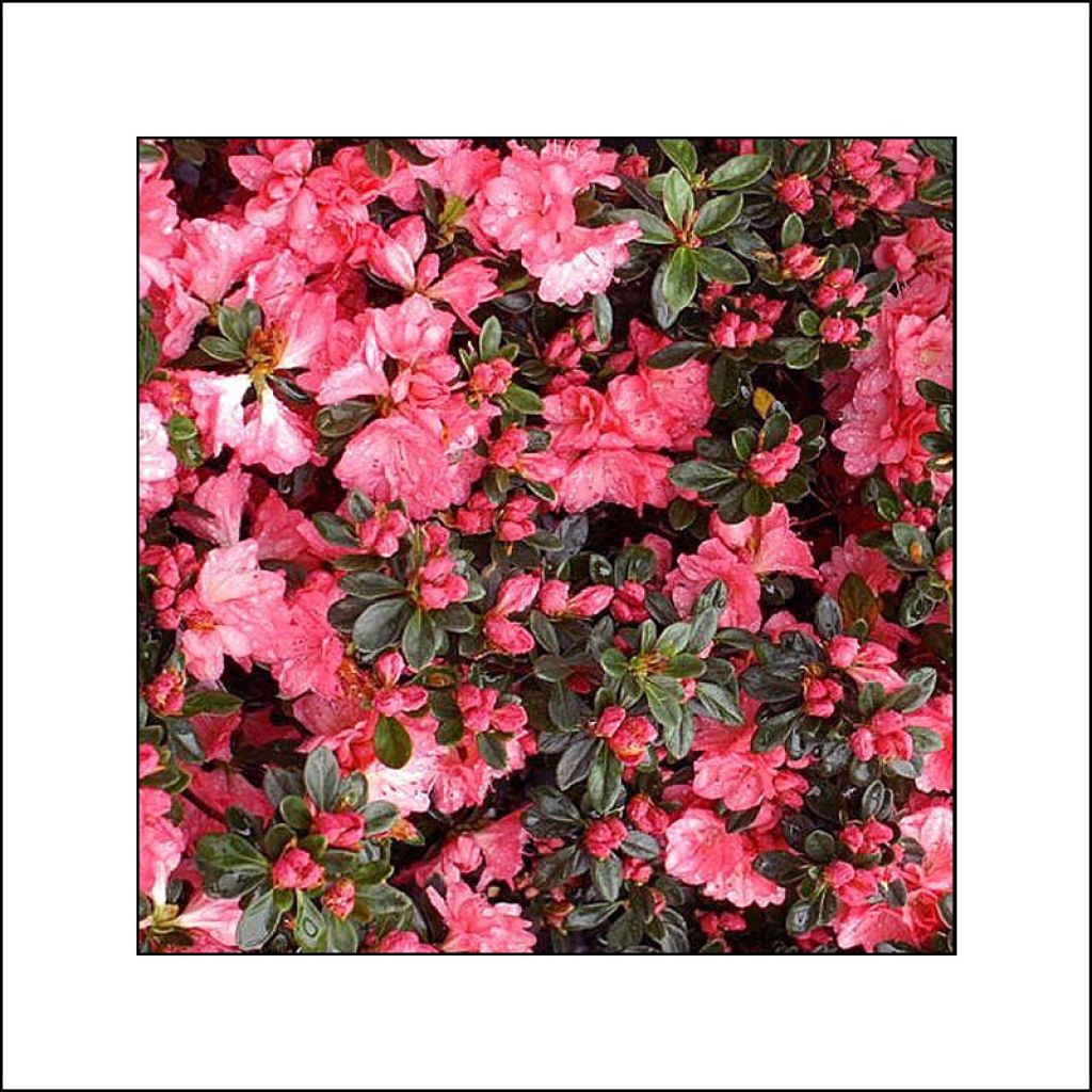 Azalea Blaauw's pink