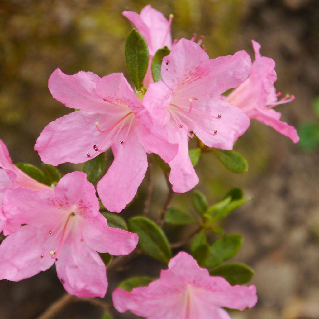 Azalée japonaise Gilbert Mullie - Azalea japonica