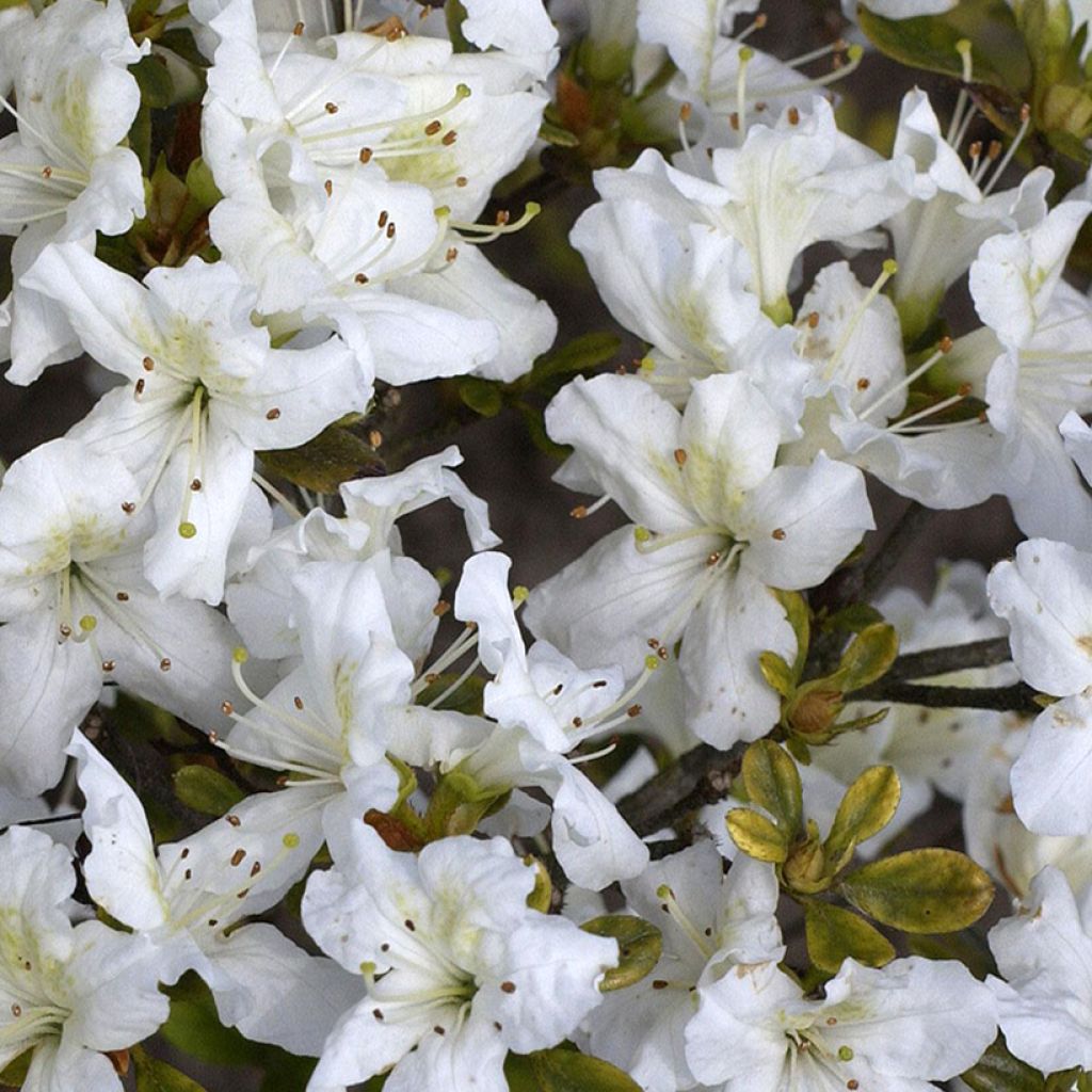 Azalea obtusum Schneeglanz