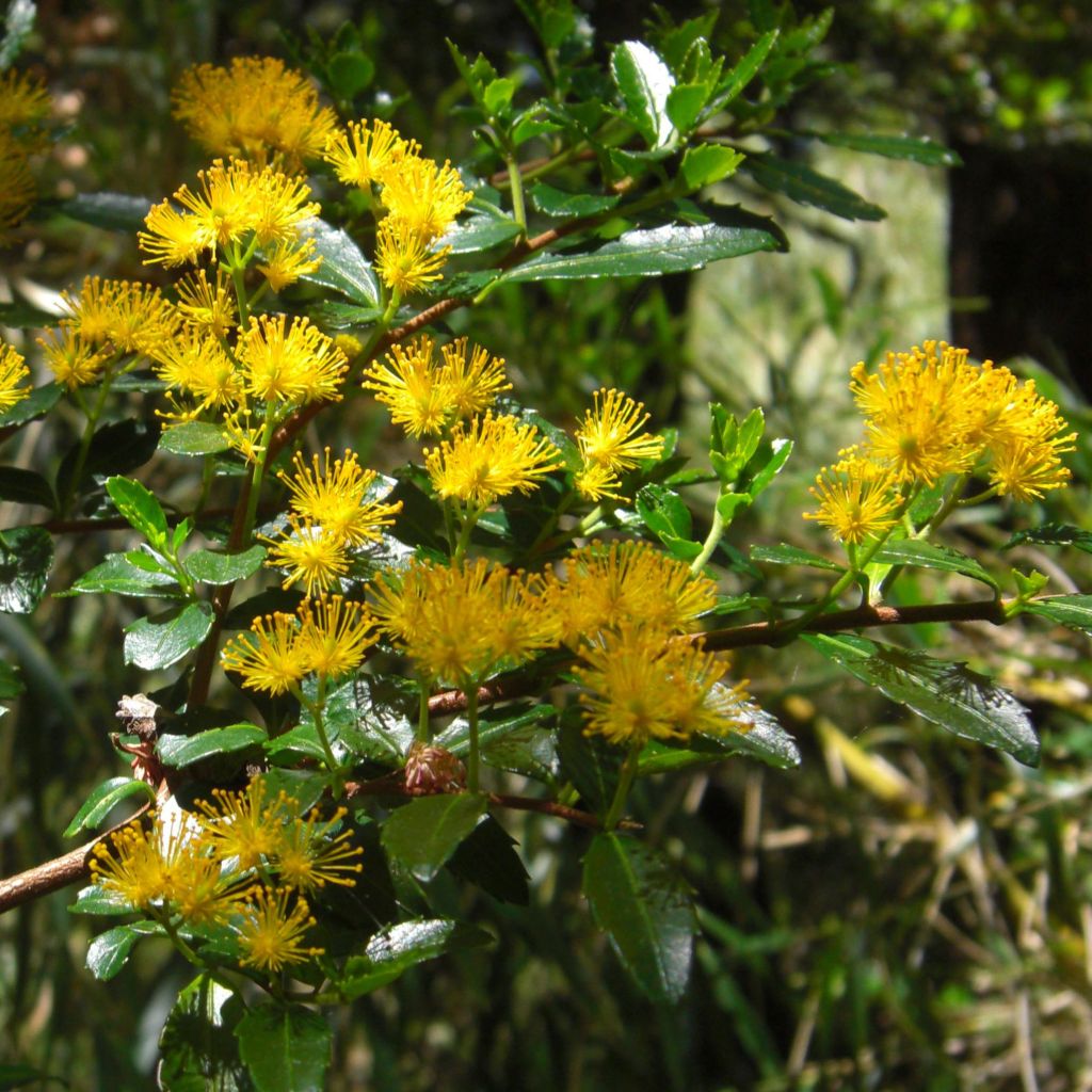 Azara serrata - Azara à dents de scie