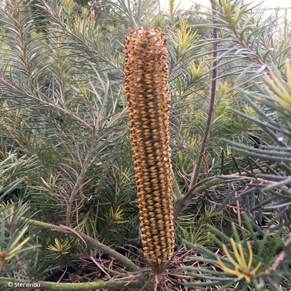 Banksia Giant Candles