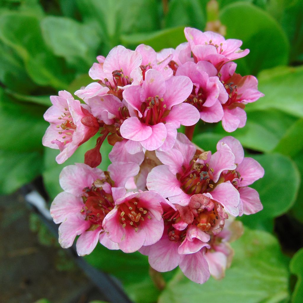 Bergenia hybride Rosenkristall