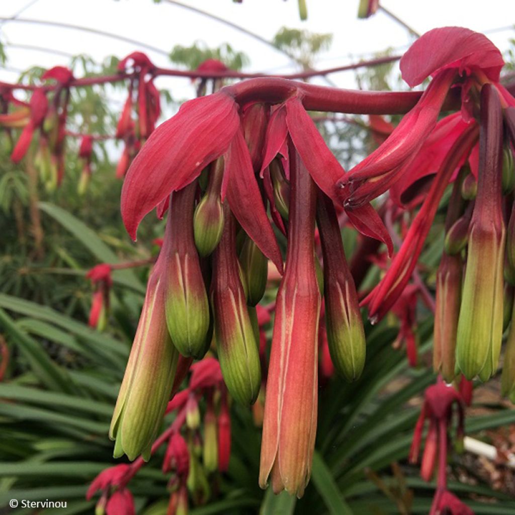 Beschorneria albiflora - Falso maguey pequeño