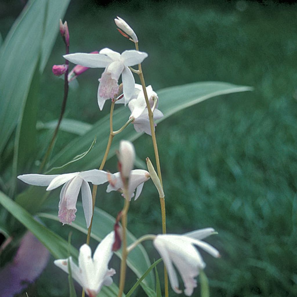 Bletilla striata Alba