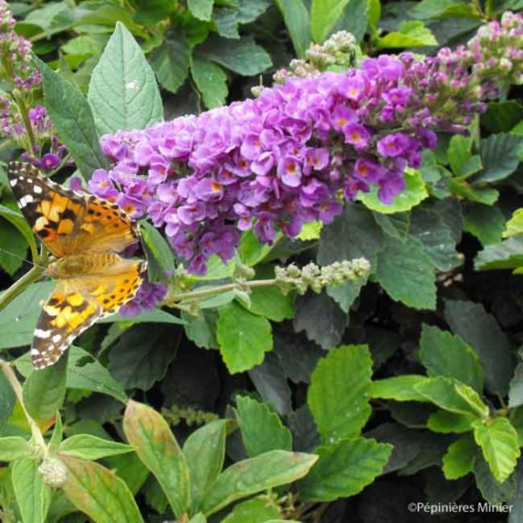 Buddleja Blue Chip