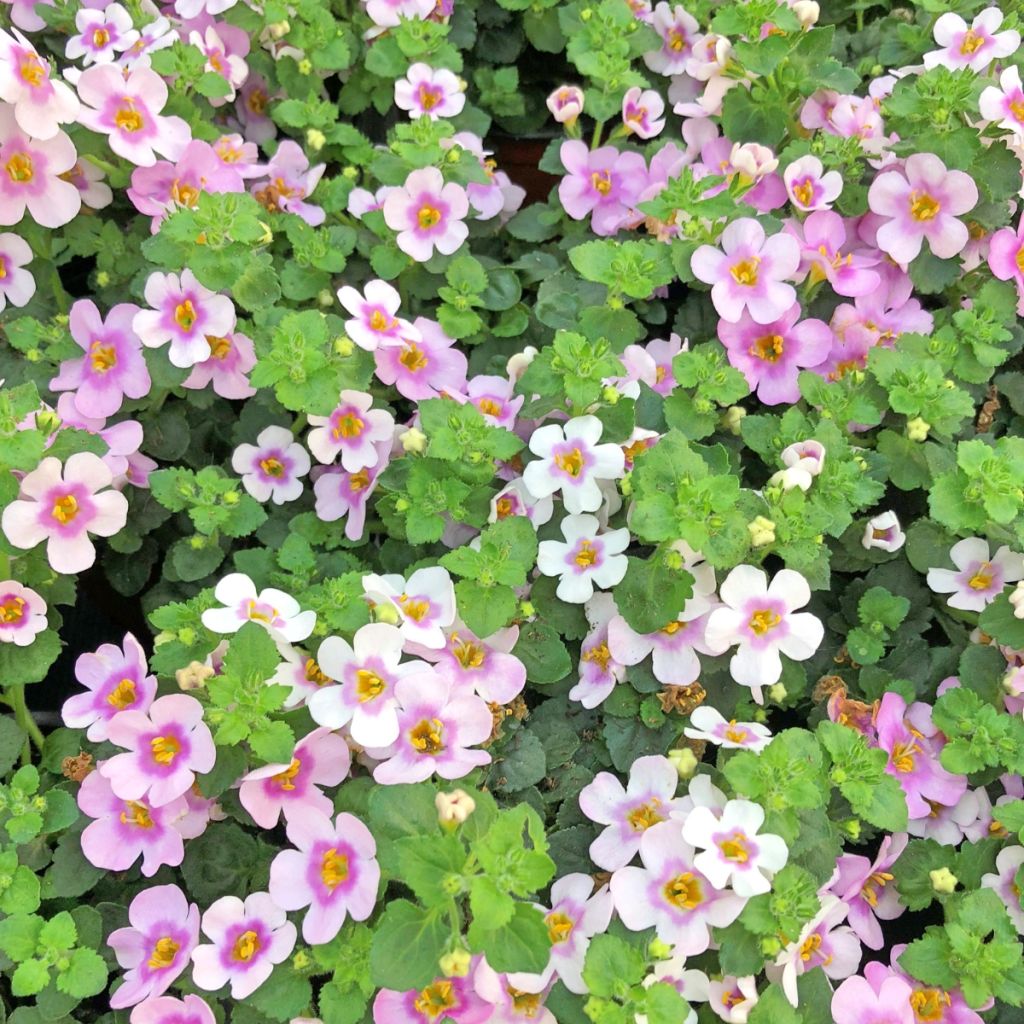 Bacopa Scopia Gulliver Pink Heart Improved