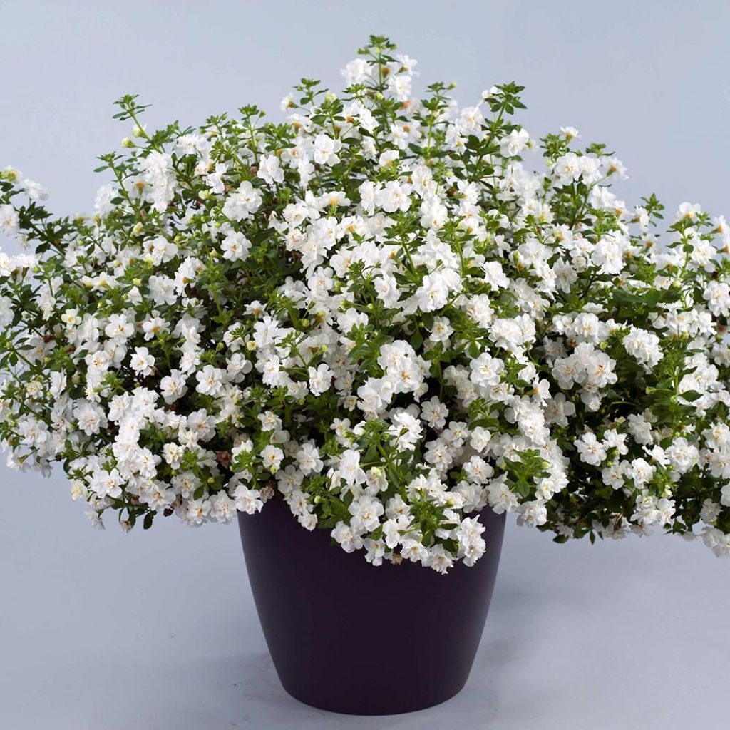 Bacopa Scopia Double Snowball Mini-mottes