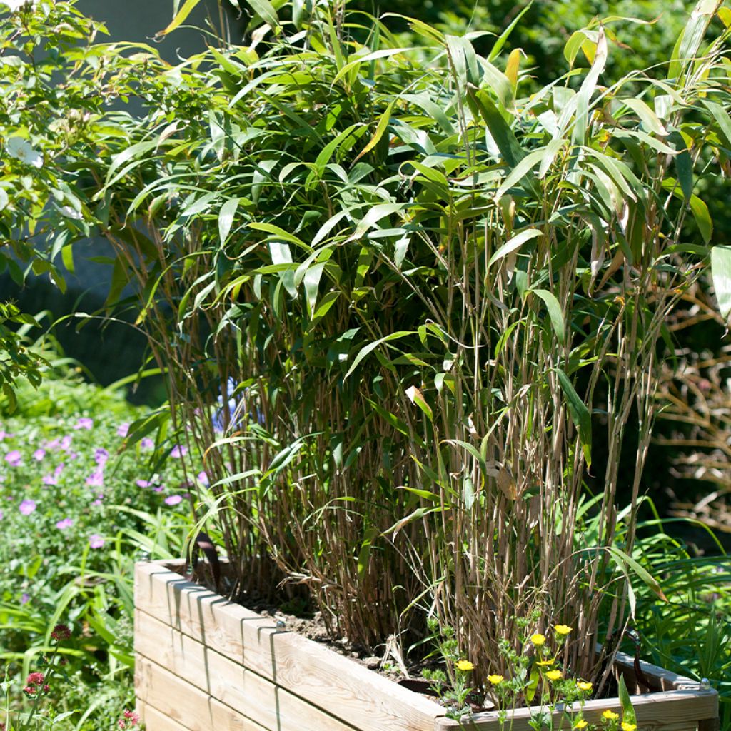 Pseudosasa japonica - Bambú japonés