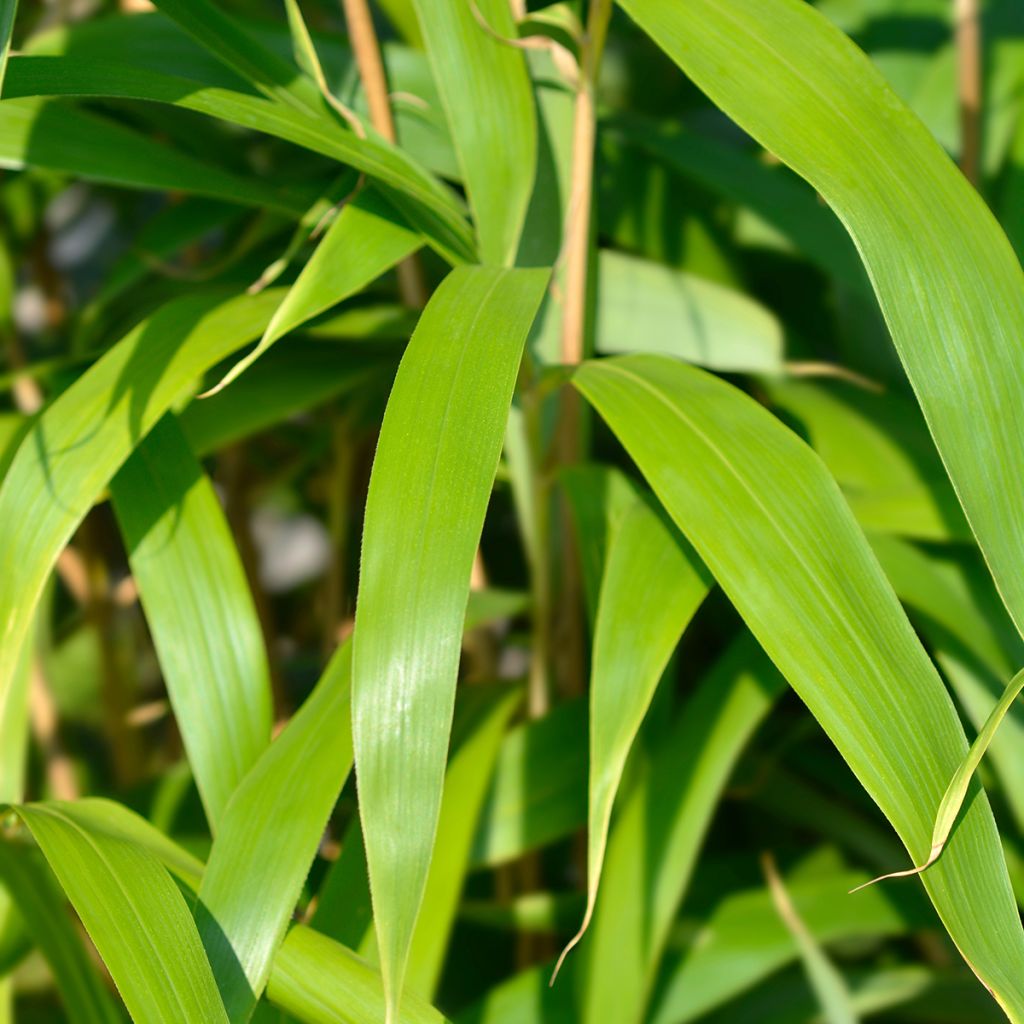 Pseudosasa japonica - Bambú japonés