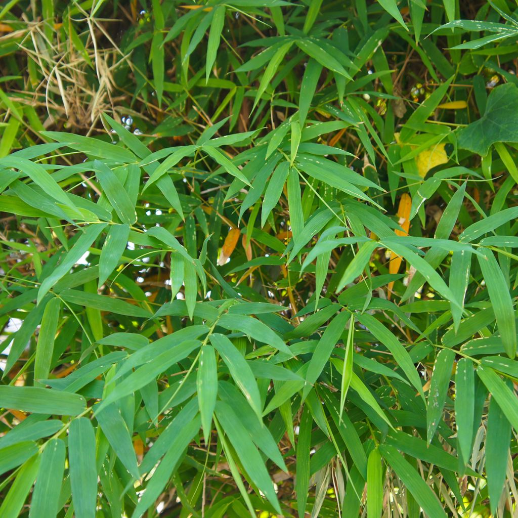 Pseudosasa japonica - Bambú japonés