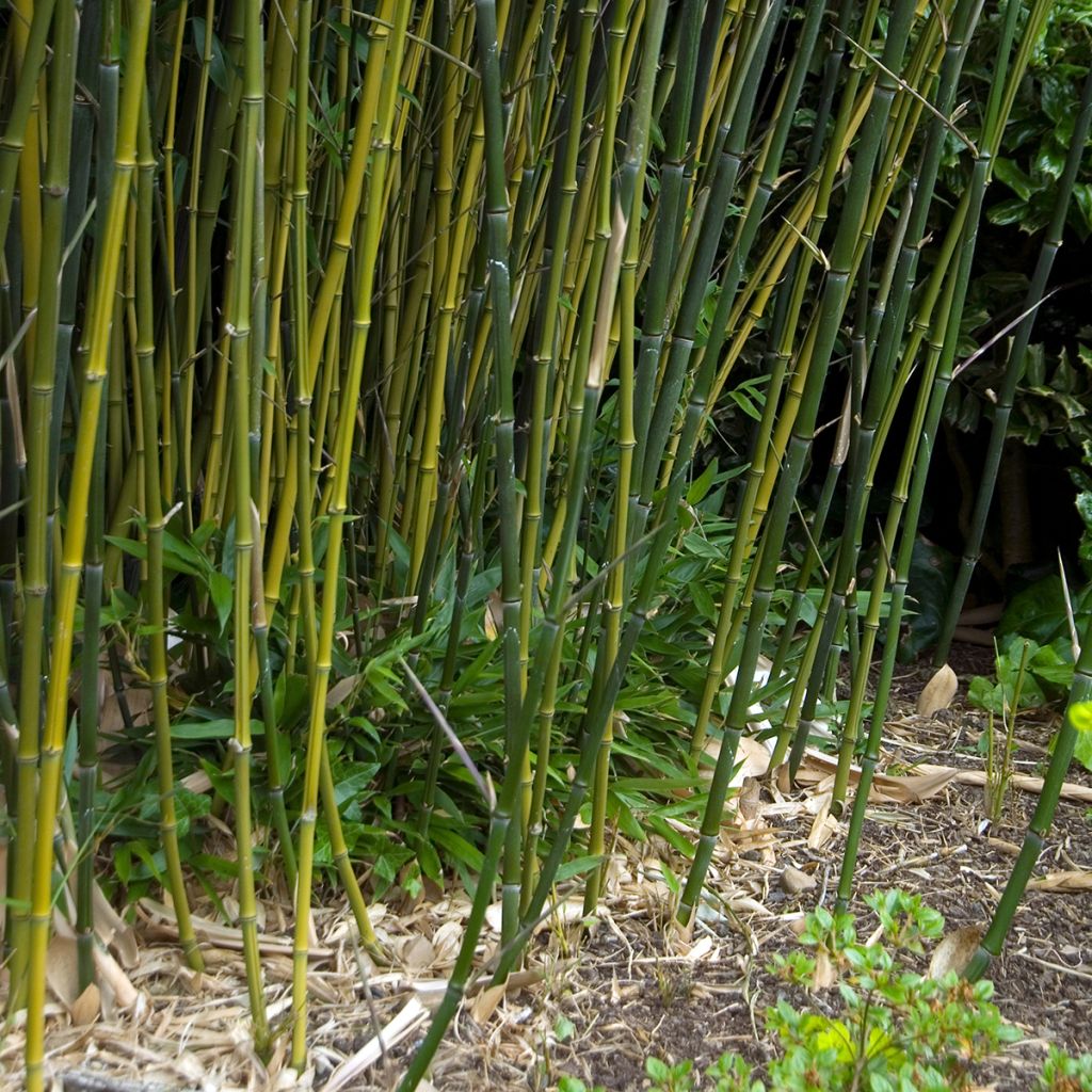 Phyllostachys bissetii - Bambú de Bisset