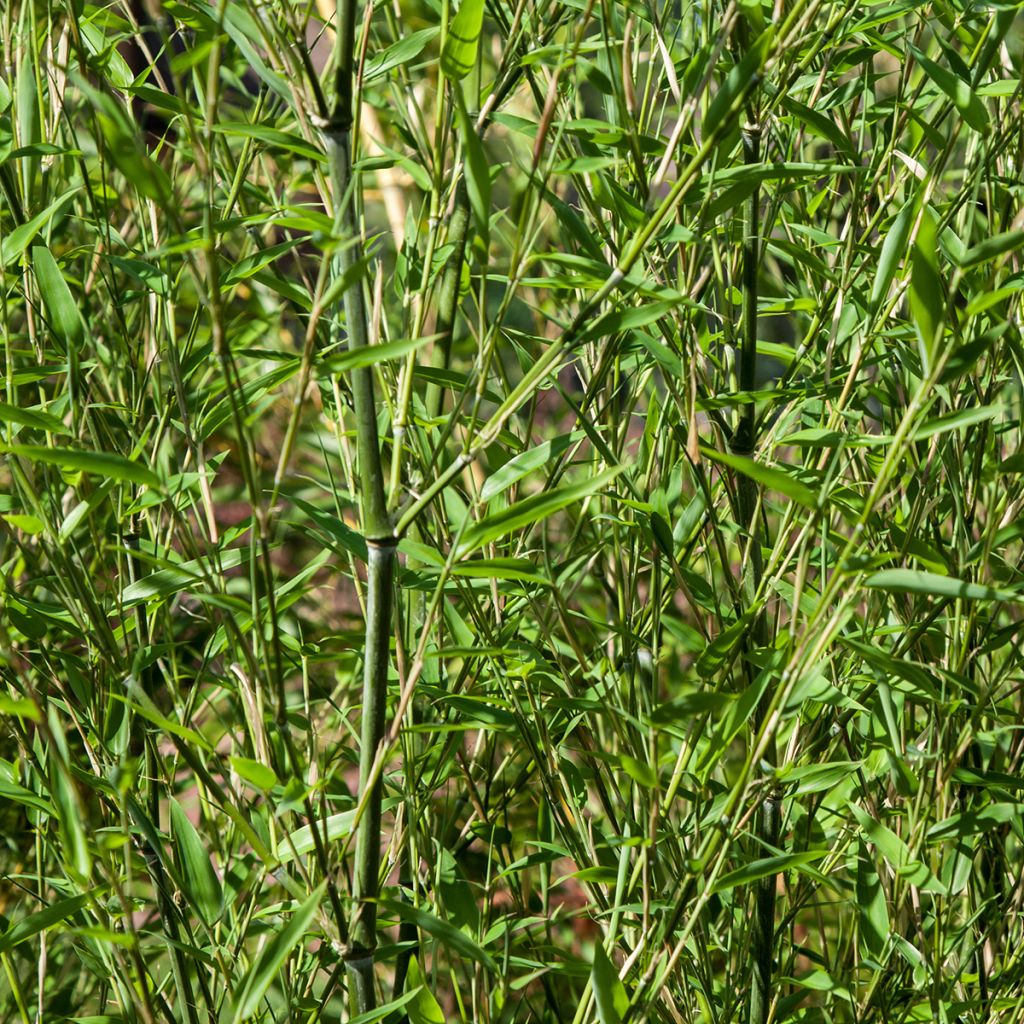 Phyllostachys bissetii - Bambú de Bisset