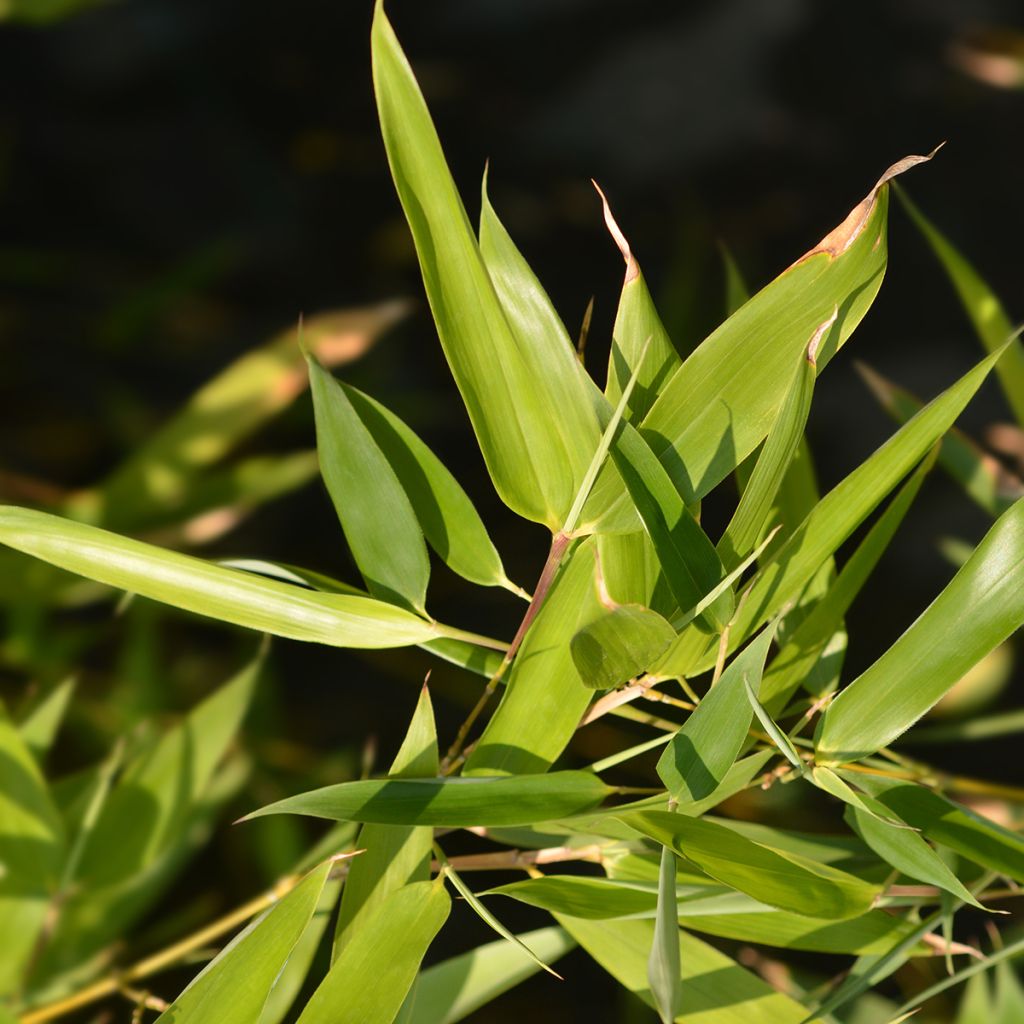 Phyllostachys bissetii - Bambú de Bisset