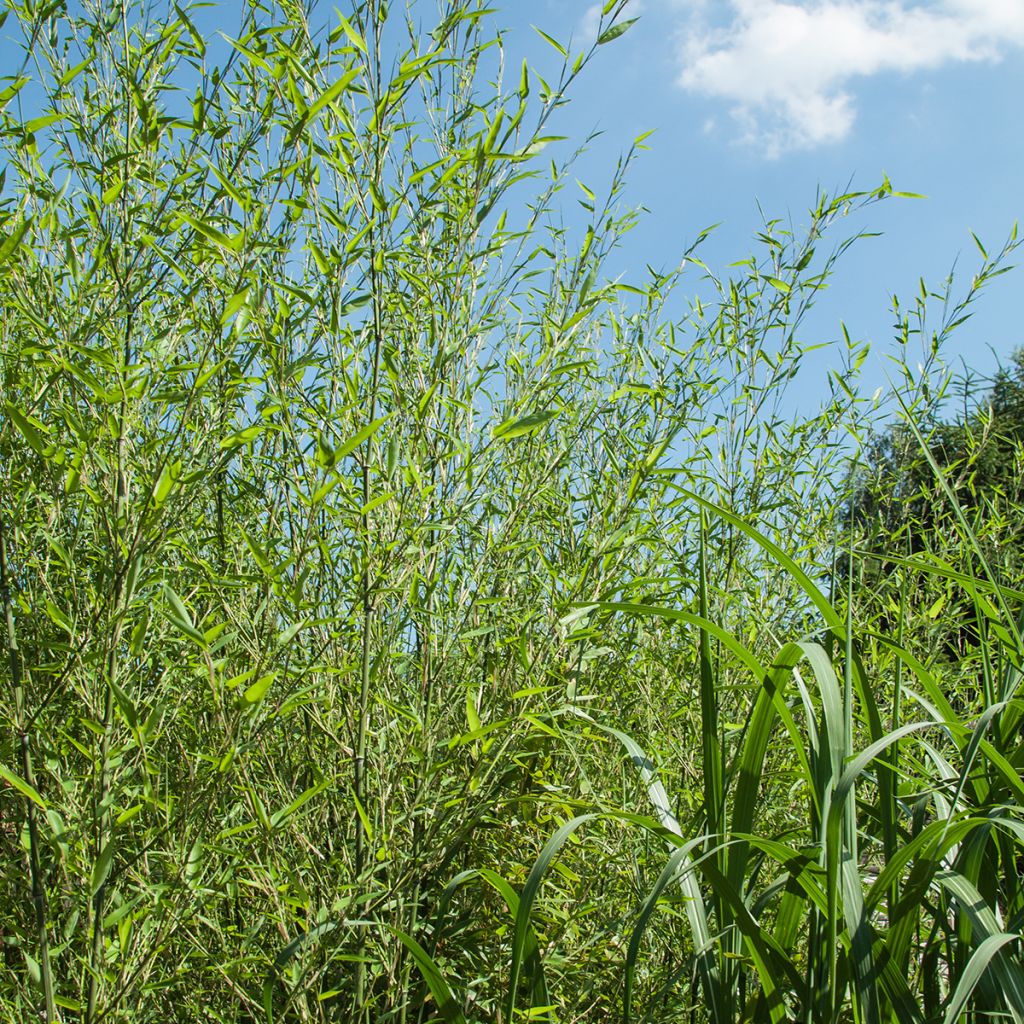 Phyllostachys bissetii - Bambú de Bisset