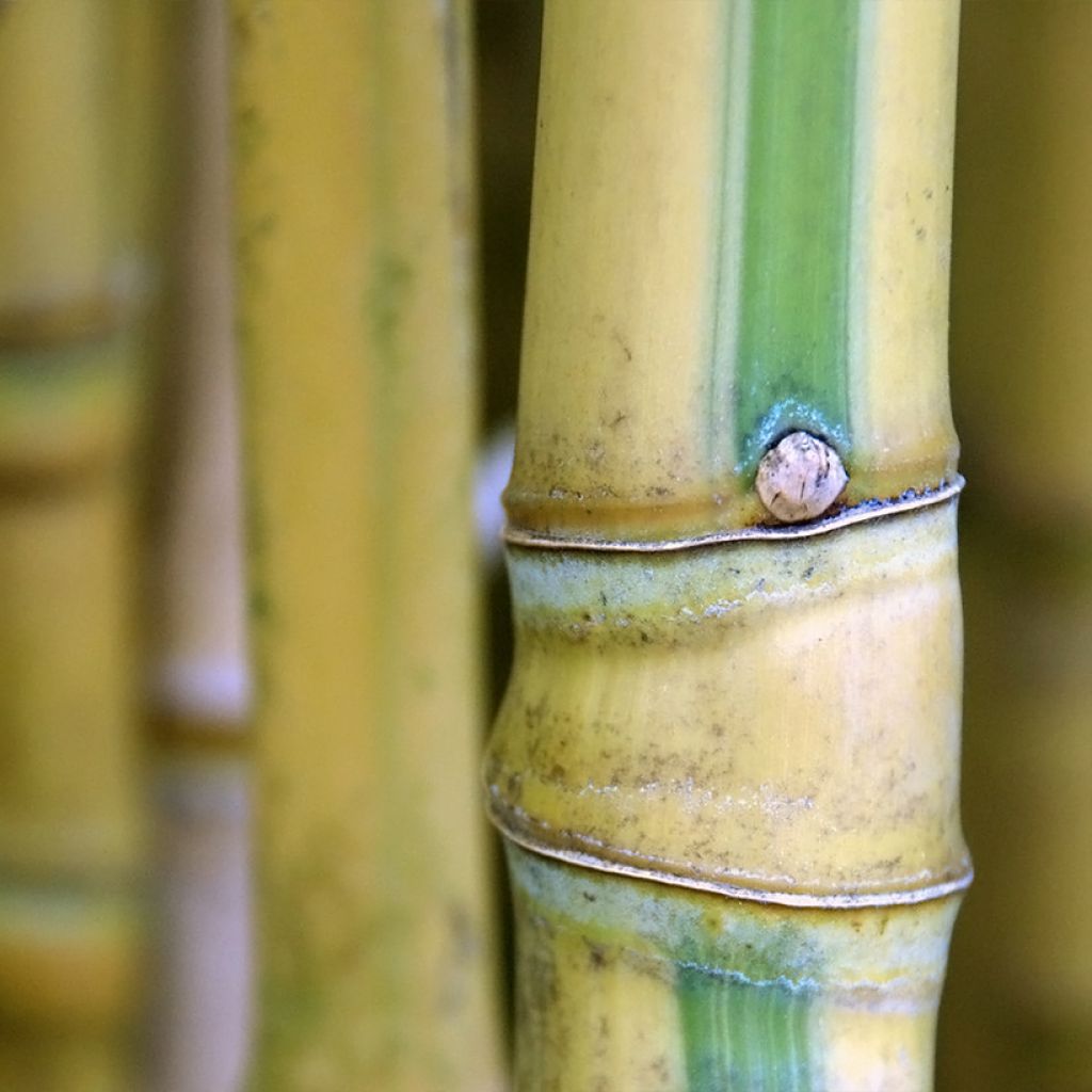 Phyllostachys aurea Koï - Bambú dorado