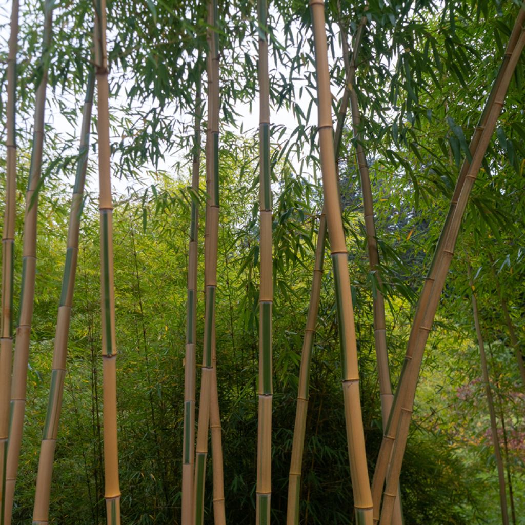 Phyllostachys aurea Koï - Bambú dorado