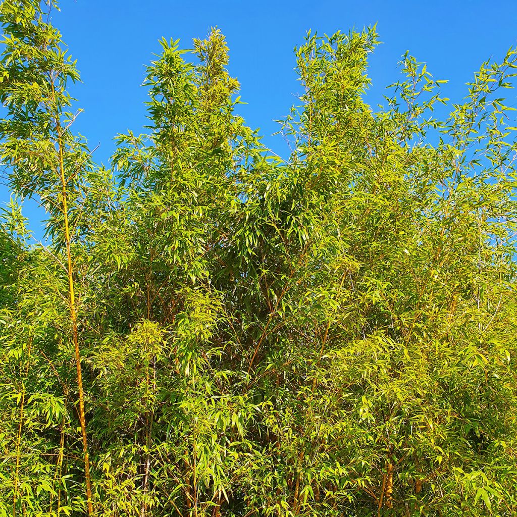 Phyllostachys aurea - Bambú dorado