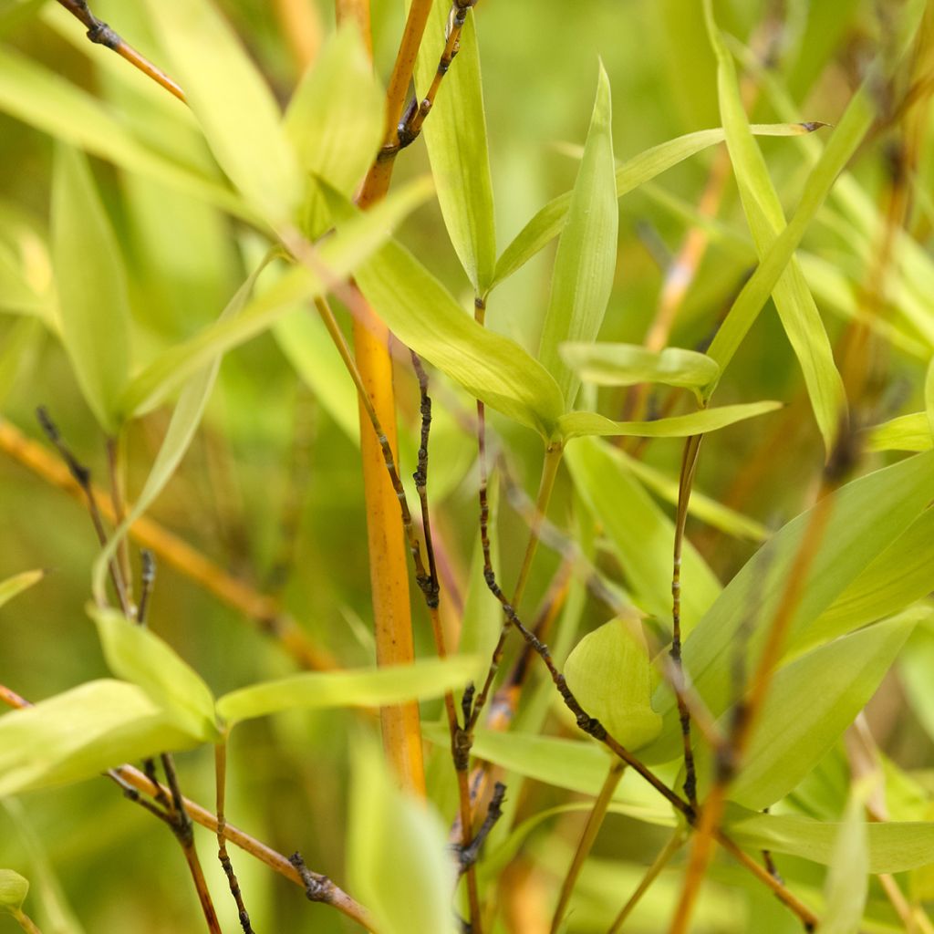 Phyllostachys aurea - Bambú dorado