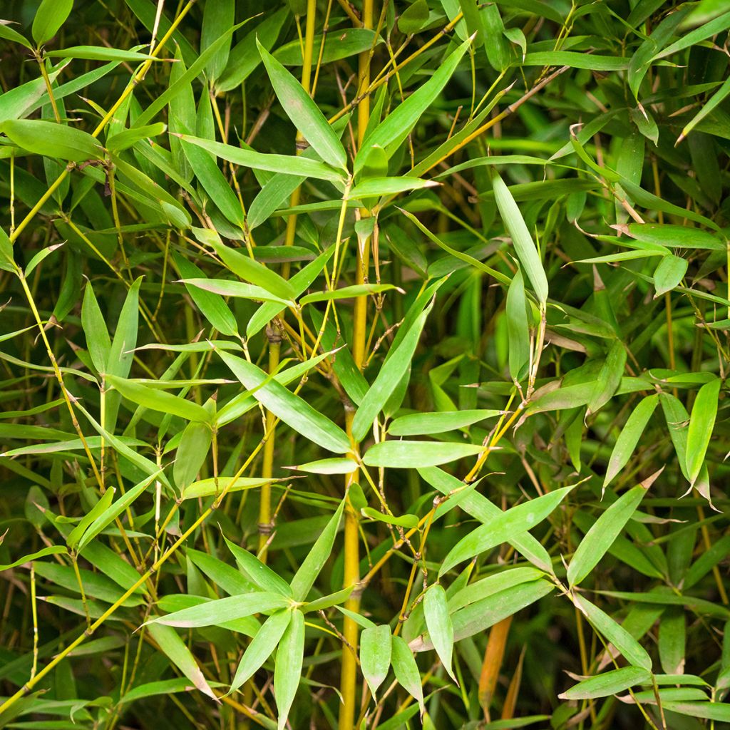 Phyllostachys aurea - Bambú dorado