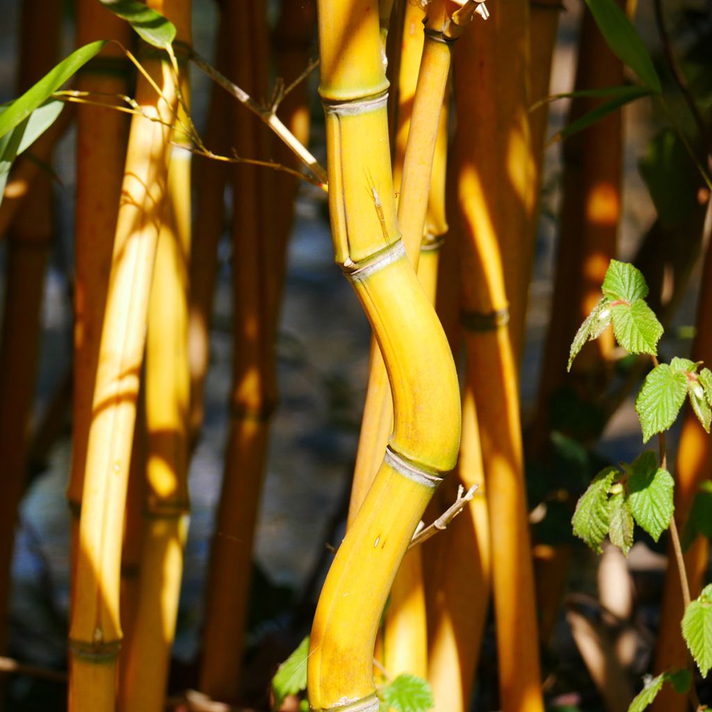 Phyllostachys aureosulcata Aureocaulis - Bambú