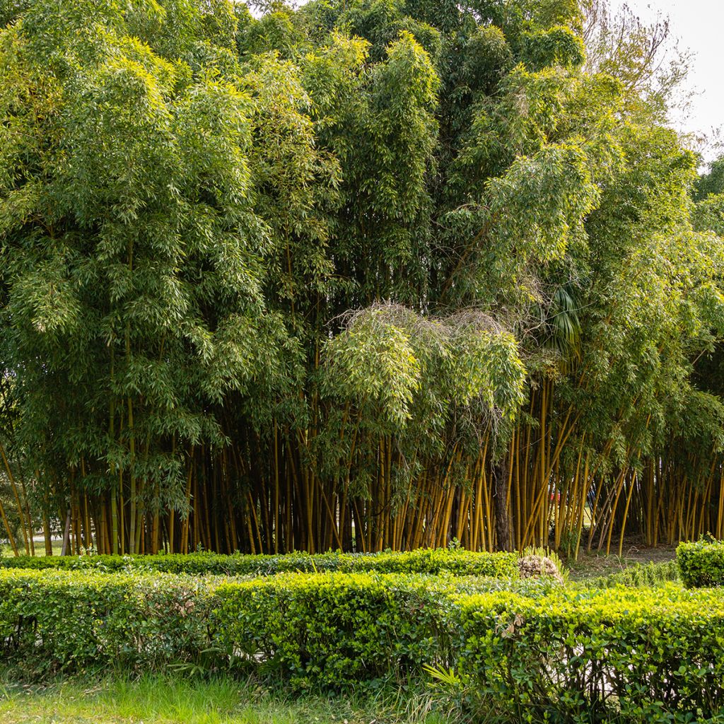 Phyllostachys aureosulcata Aureocaulis - Bambú