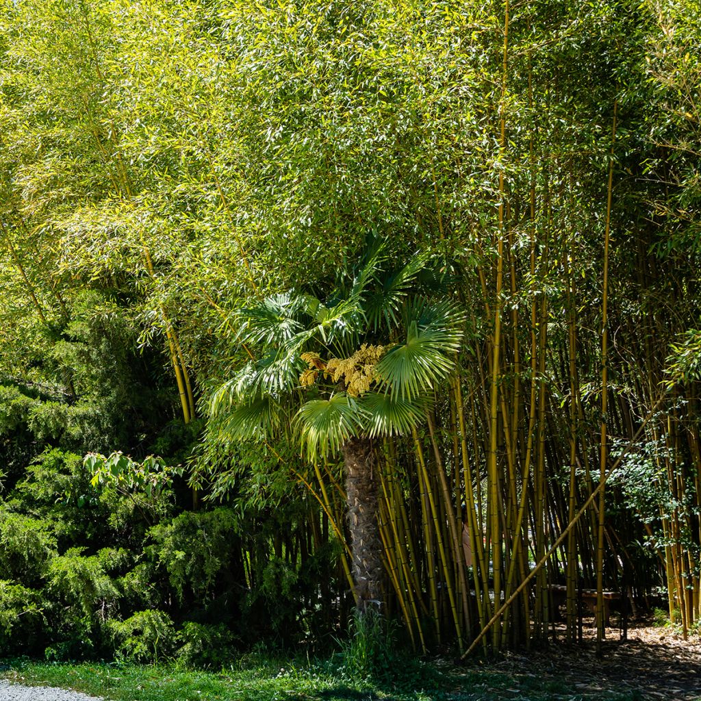 Phyllostachys aureosulcata Aureocaulis - Bambú