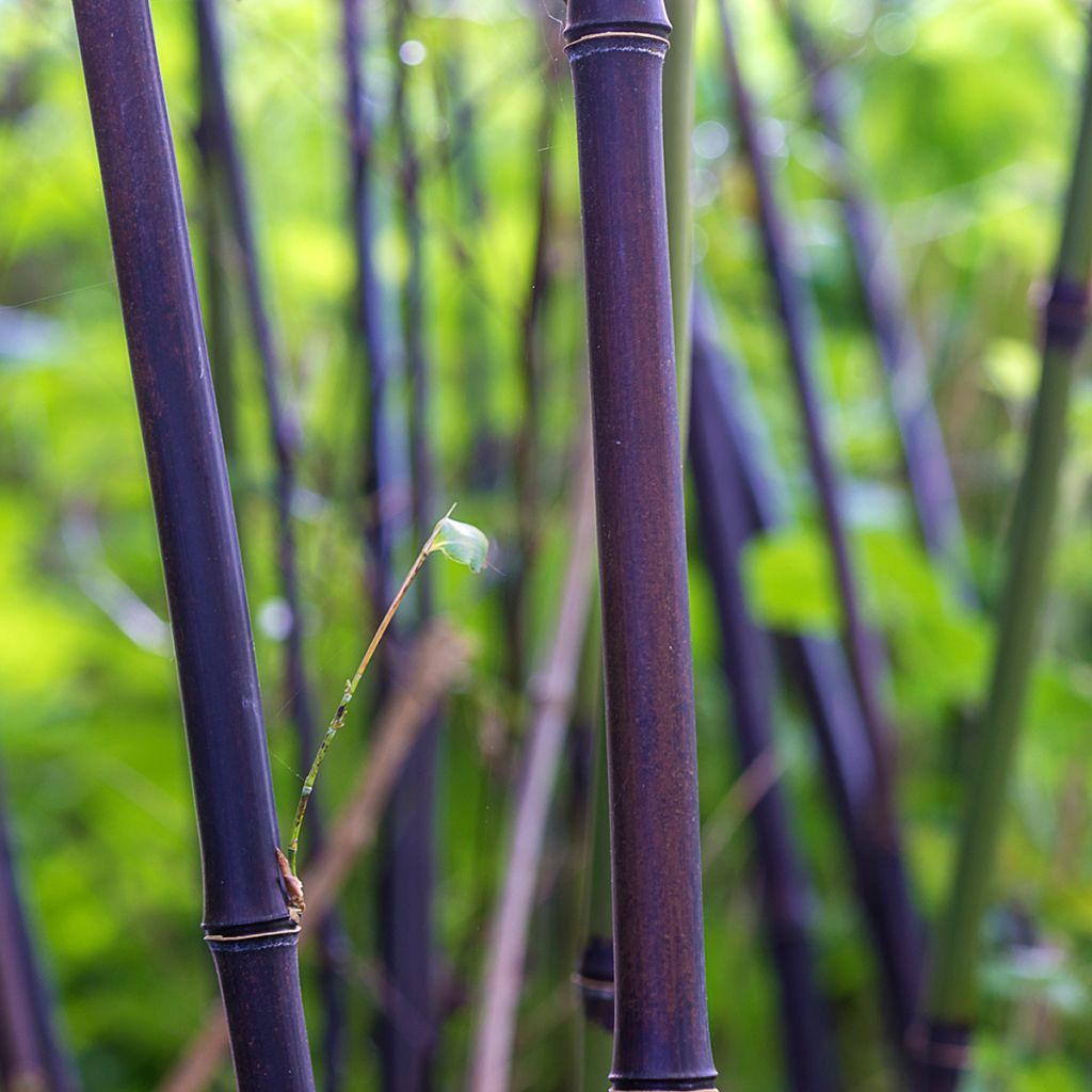 Phyllostachys nigra - Bambú negro