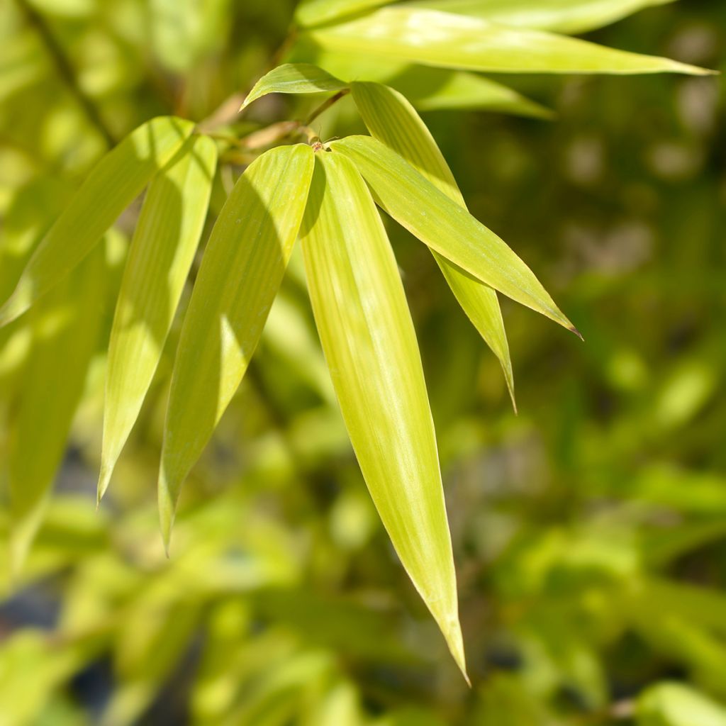 Phyllostachys nigra - Bambú negro