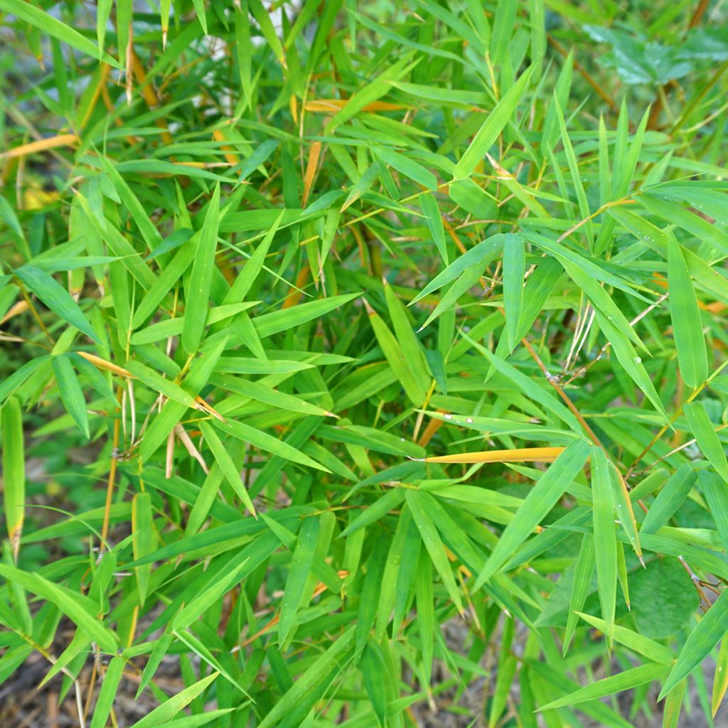 Phyllostachys nigra - Bambú negro