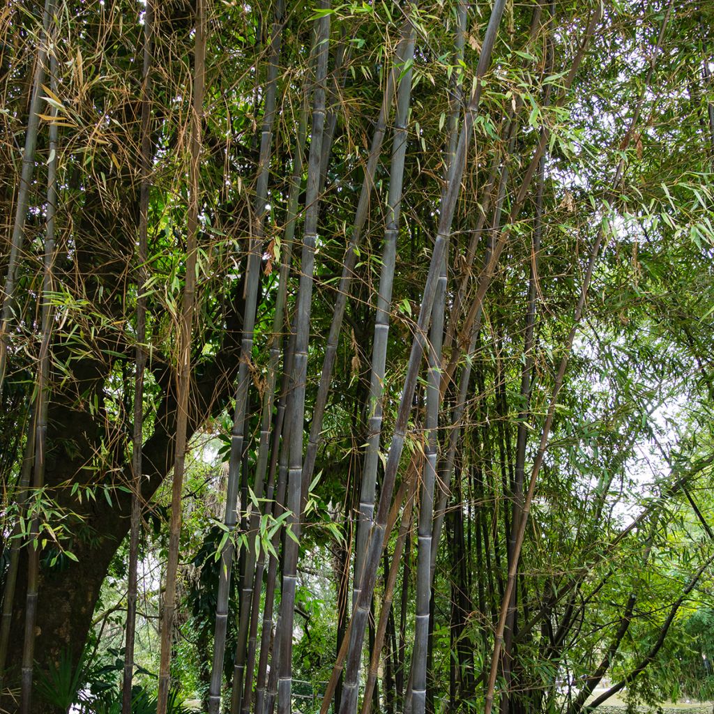 Phyllostachys nigra - Bambú negro