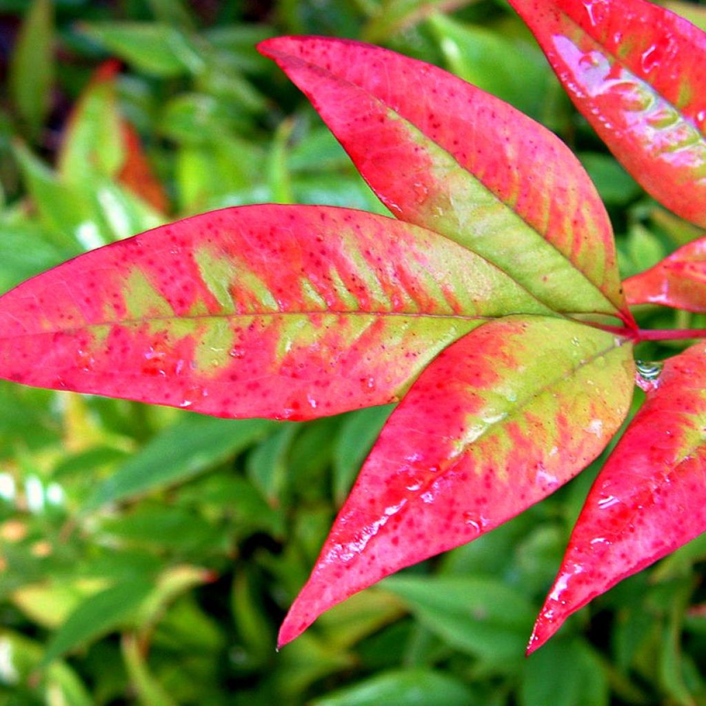 Nandina domestica Moon Bay