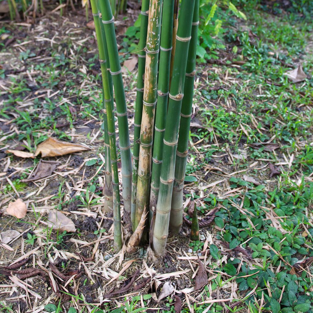 Bambusa glaucescens - Bambú de Seto