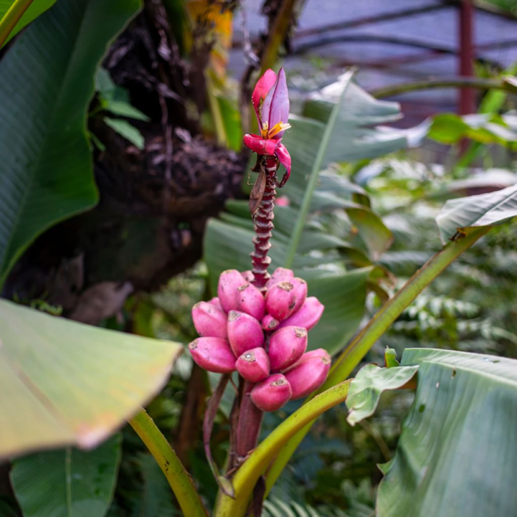 Musa velutina - Plátana rosa