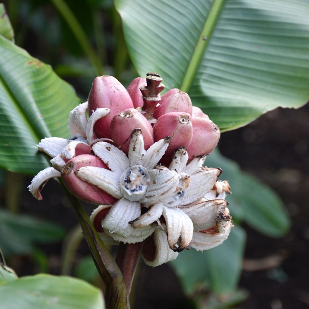 Musa velutina - Plátana rosa