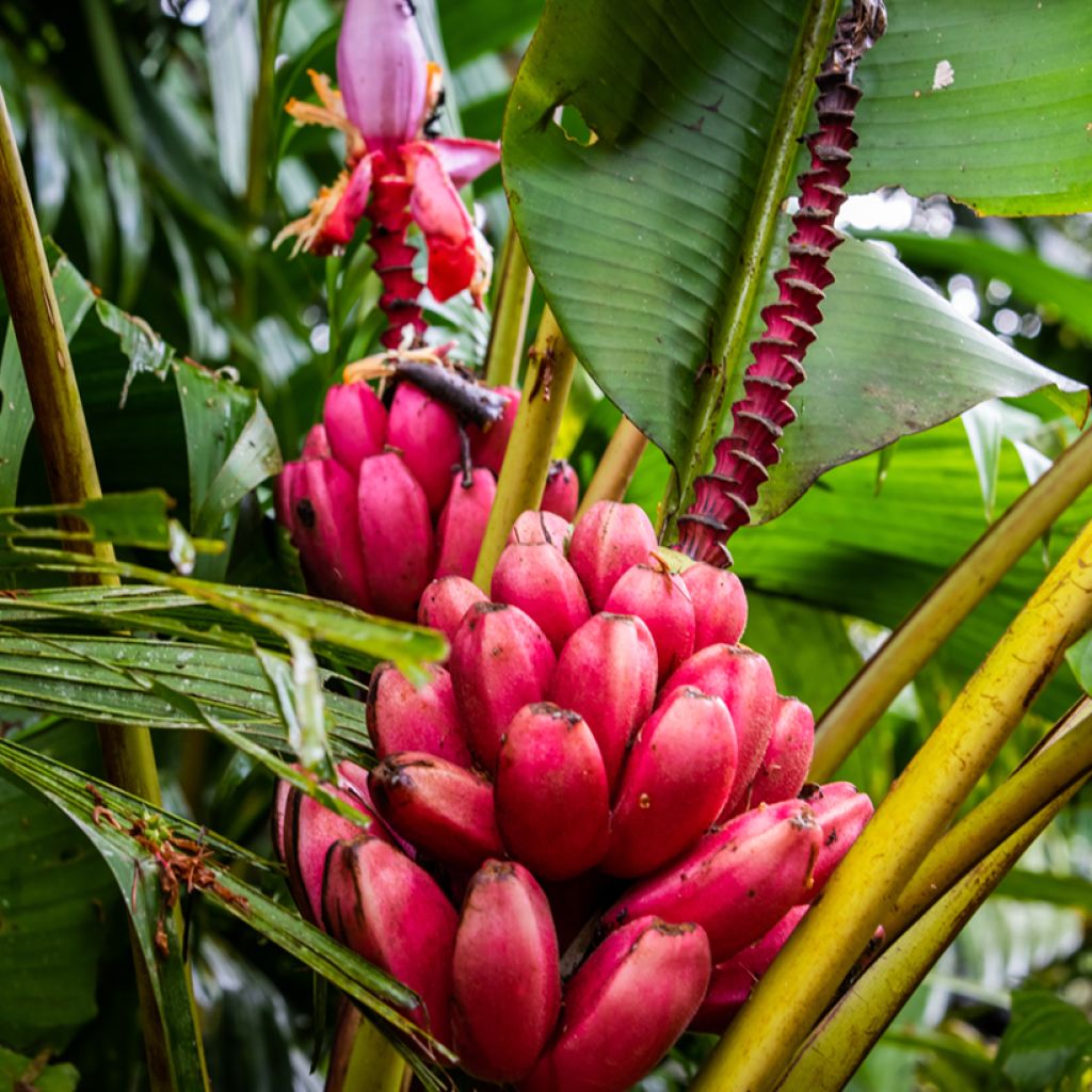 Musa velutina - Plátana rosa