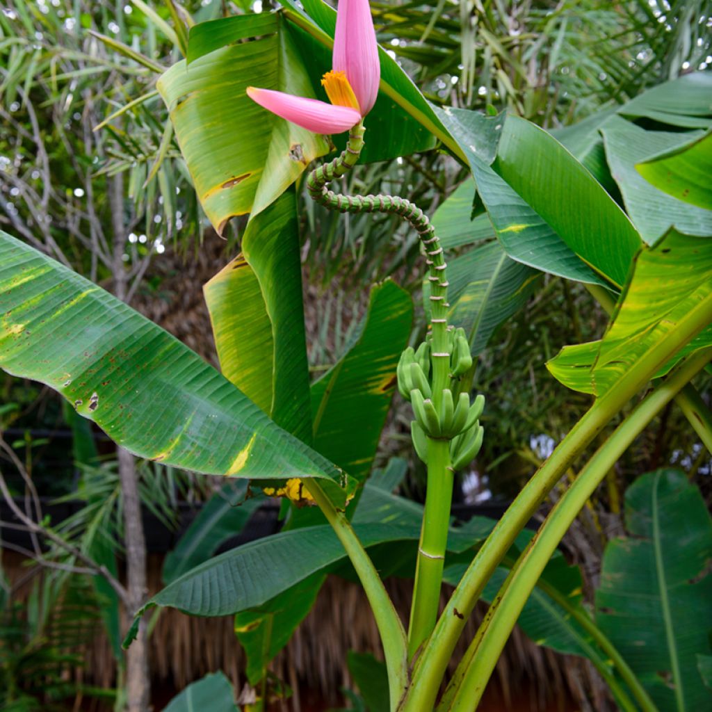 Musa velutina - Plátana rosa