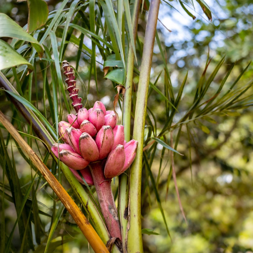 Musa velutina - Plátana rosa