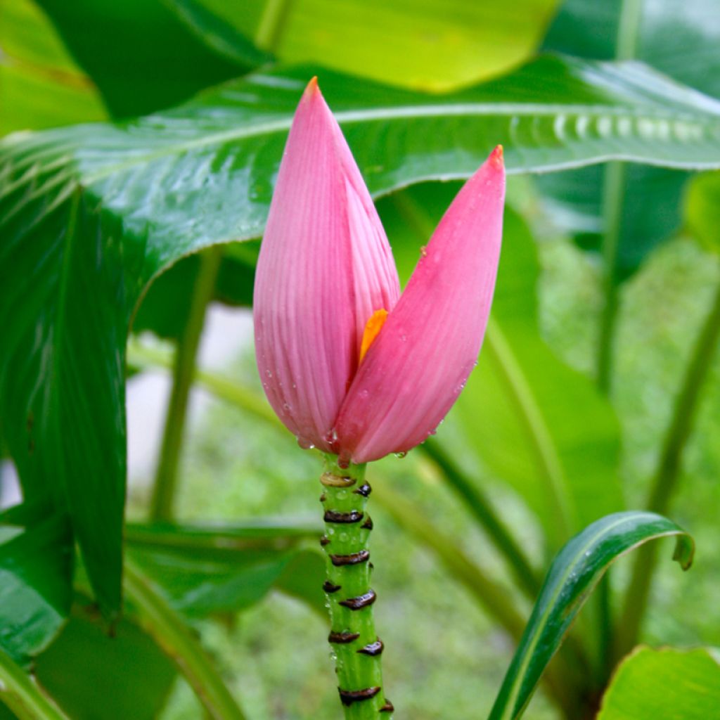 Musa velutina - Plátana rosa