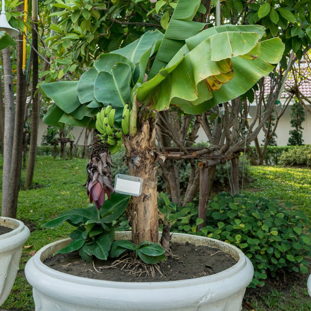 Musa acuminata Dwarf Cavendish - Platanera canaria