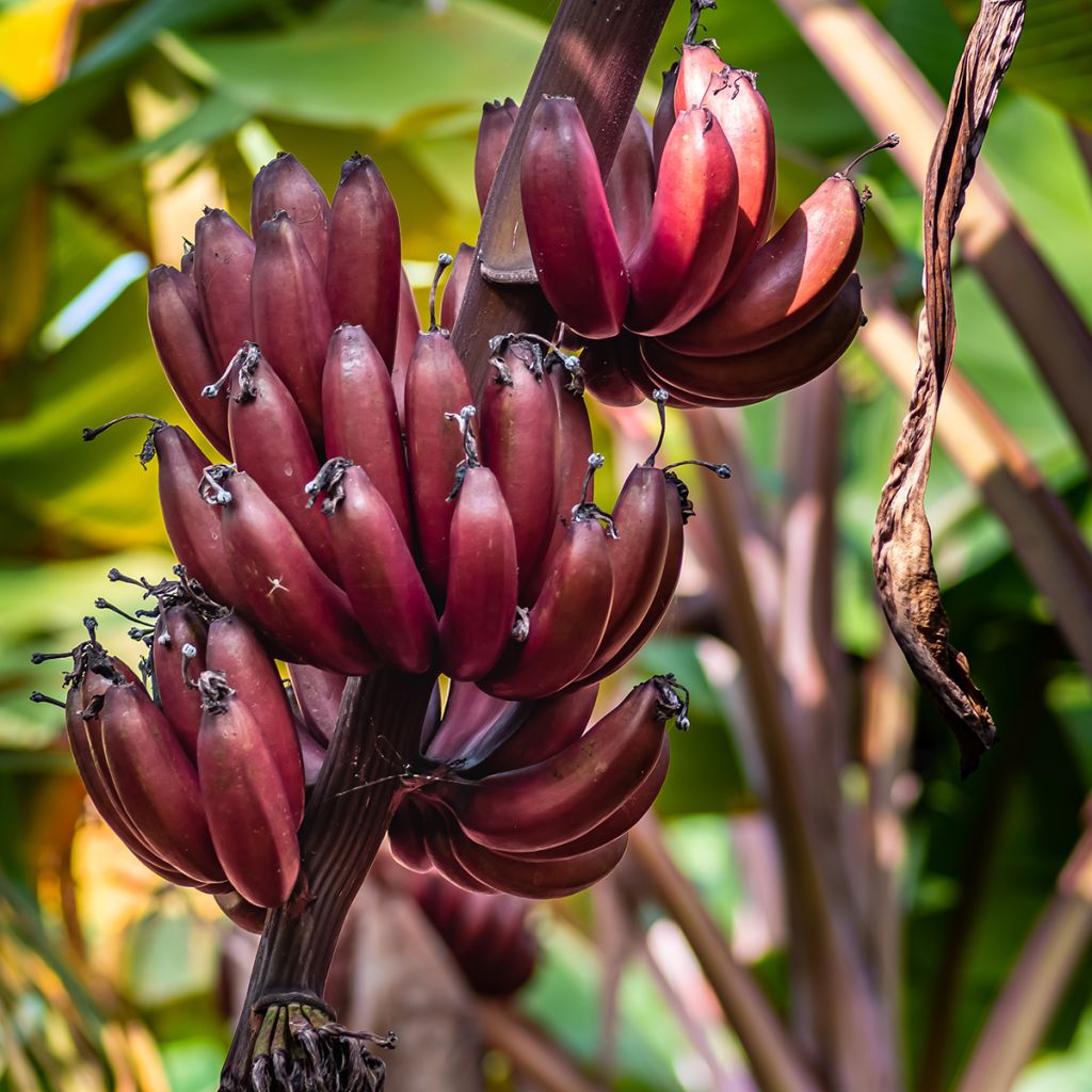 Plátano malayo Red Dacca