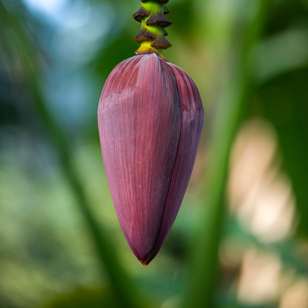 Plátano malayo Red Dacca